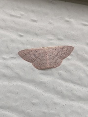 Cyclophora