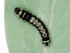 Opodiphthera eucalypti