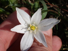 Ornithogalum