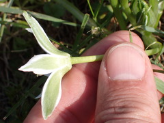 Ornithogalum