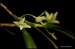 Dendrobium herbaceum