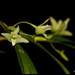 Dendrobium Section Herbacea - Photo (c) Mayuresh Kulkarni, some rights reserved (CC BY-NC), uploaded by Mayuresh Kulkarni