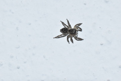 Mexigonus