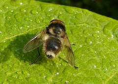 Cheilosia illustrata