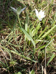 Ornithogalum