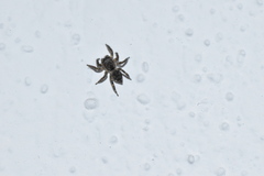 Mexigonus