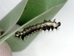 Opodiphthera eucalypti