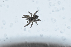 Mexigonus
