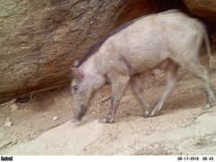 Sus scrofa cristatus