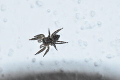 Mexigonus