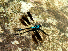 Diphlebia euphoeoides