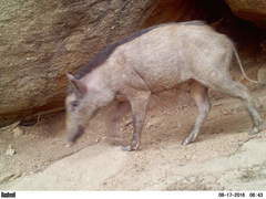 Sus scrofa cristatus