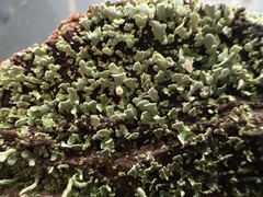 Cladonia apodocarpa