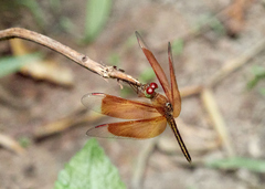 Neurothemis stigmatizans