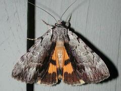 Catocala gracilis
