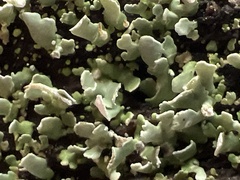Cladonia apodocarpa