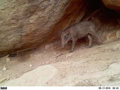 Sus scrofa cristatus