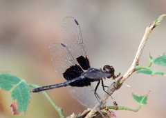 Neurothemis oligoneura