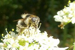 Cheilosia illustrata
