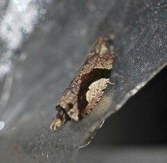 Statherotis pendulata