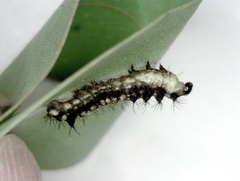 Opodiphthera eucalypti