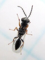 Eurytomidae