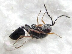 Eurytomidae