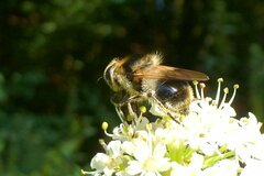 Cheilosia illustrata
