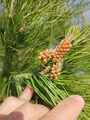 Pinus cembroides
