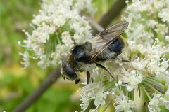 Cheilosia illustrata