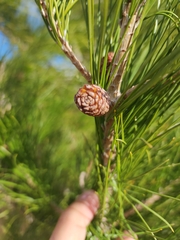 Pinus cembroides