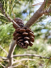 Pinus cembroides