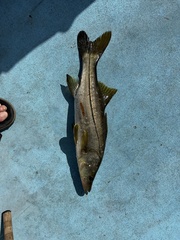 Centropomus undecimalis