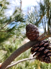 Pinus cembroides