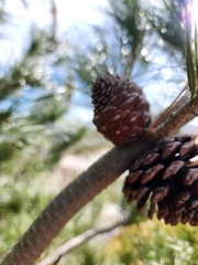 Pinus cembroides