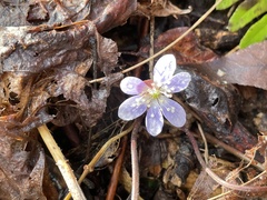 Hepatica