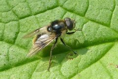 Cheilosia illustrata