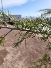 Pinus cembroides
