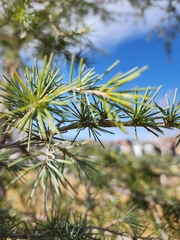Pinus cembroides