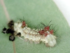 Opodiphthera eucalypti