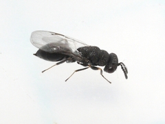 Eurytomidae