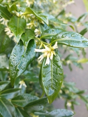 Sarcococca