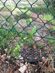 Cynanchum obtusifolium