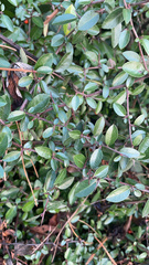 Trachelospermum asiaticum