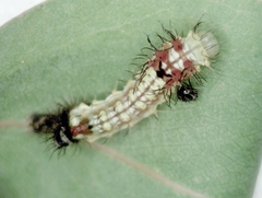 Opodiphthera eucalypti