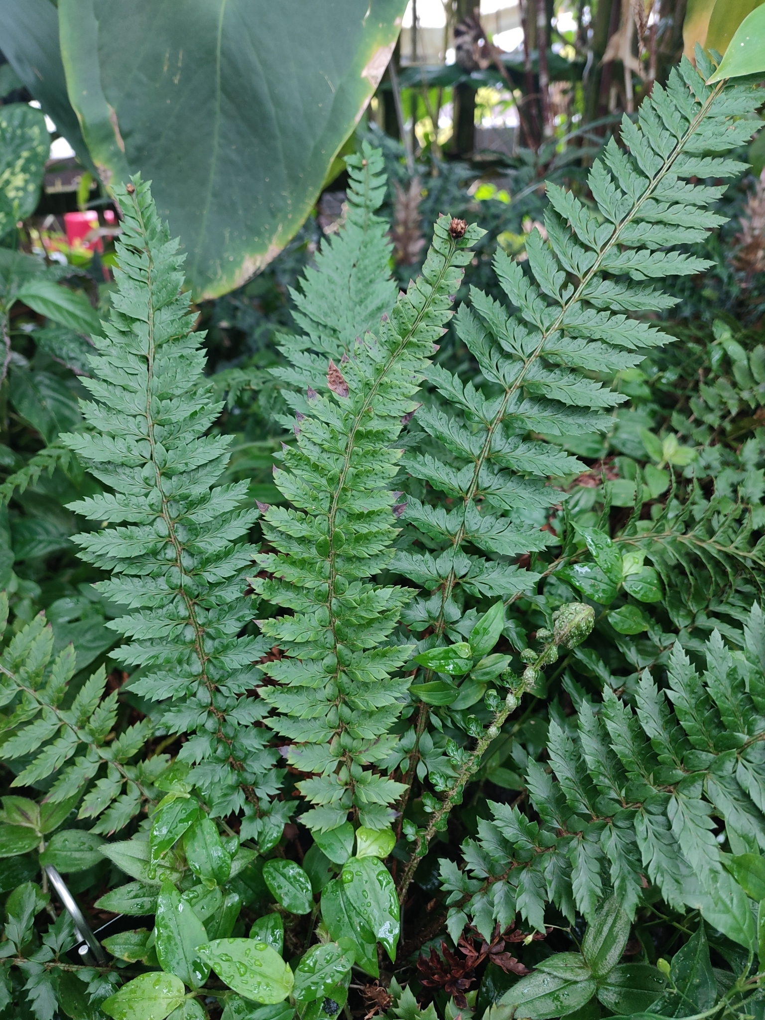 Polystichum calderonense