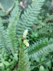 Polystichum calderonense