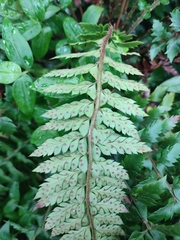 Polystichum calderonense