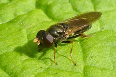 Cheilosia pagana