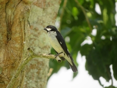 Sporophila lineola